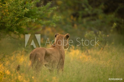 Picture of Lion pride up close and personal in beautiful afternoon light